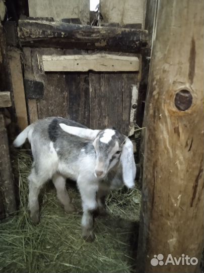 Нубийский козлик.Коза дойная