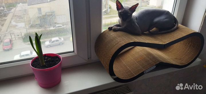 Кот ищет подругу)