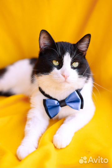 Славный котейка ищет дом