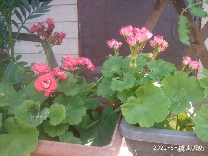 Пеларгония розебудная и другие комнатные растения