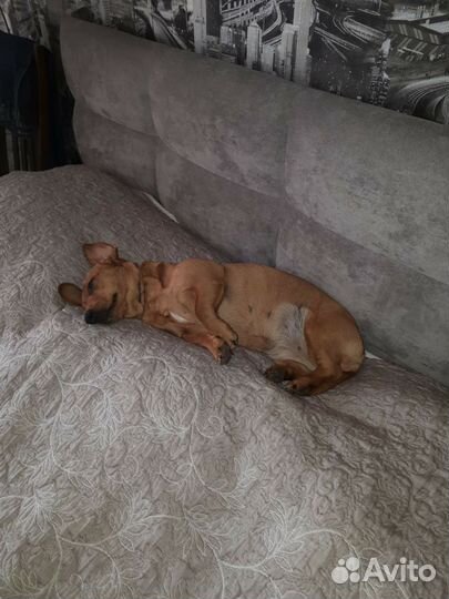 Щенки бесплатно