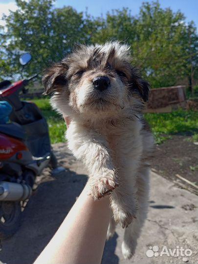 Щенки обычные