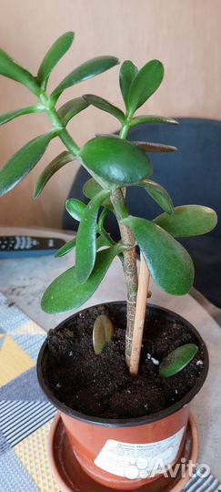 Комнатные растения денежное дерево (толстянка)