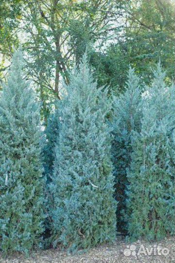 Можжевельник скайрокет 1,16 м и др