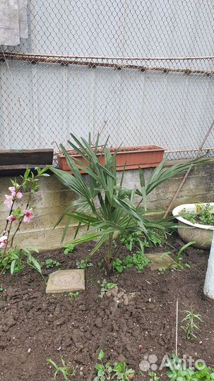 Пальмы веерные