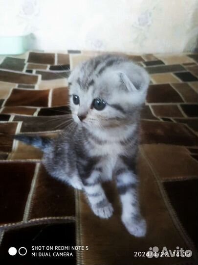 Шотландская вислоухая