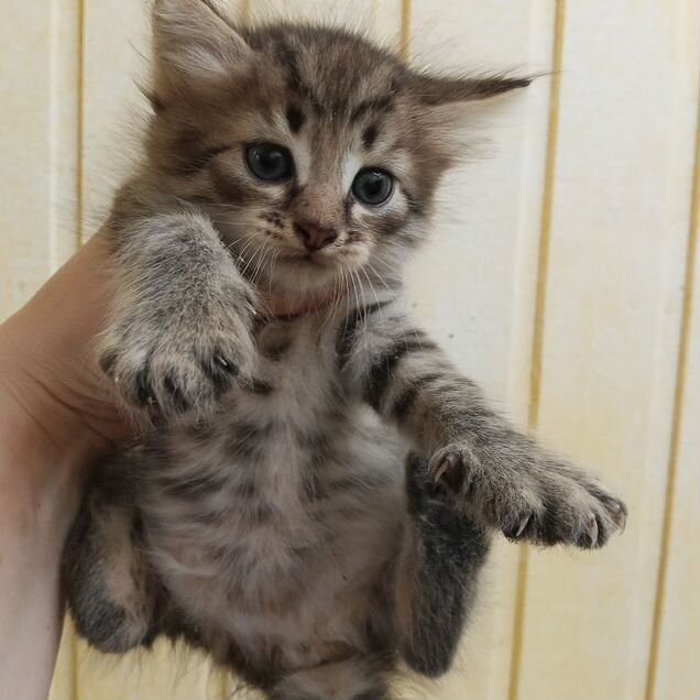 Котёнок в добрые руки
