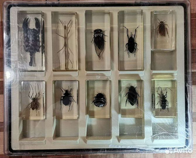 Насекомые и их знакомые