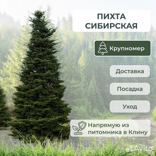Крупномеры туя можжевельник кедр сосна ель