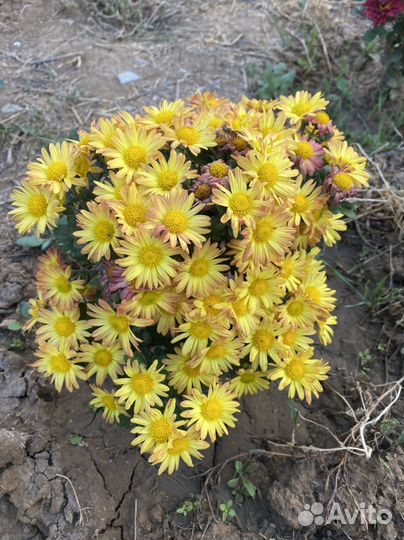 Хризантема