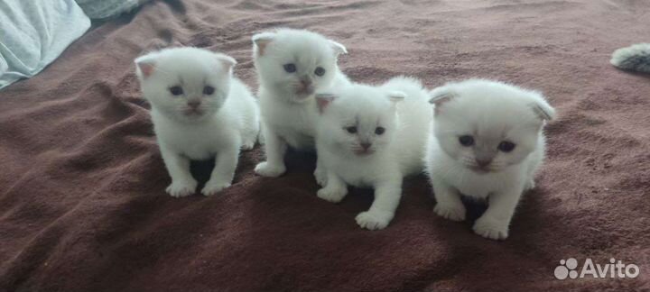 Шотландские вислоухие котята