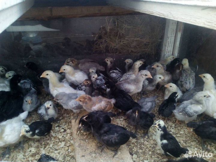 Продать цыплята