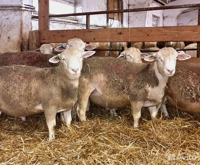 Бараны племенные