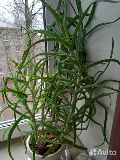 Алоэ столетник