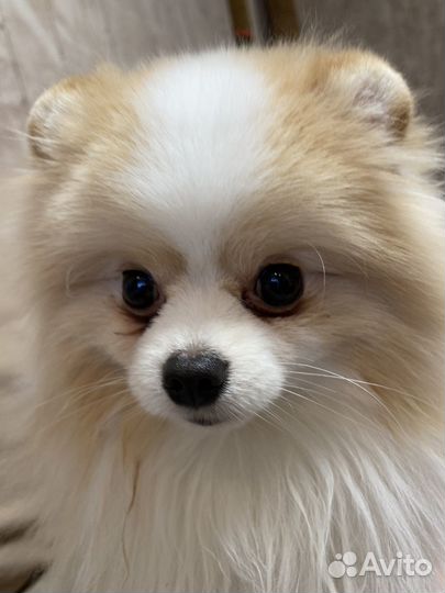 Вязка шпиц померанский