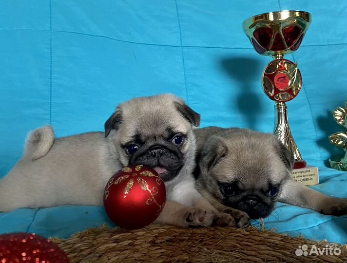 Щенки мопса