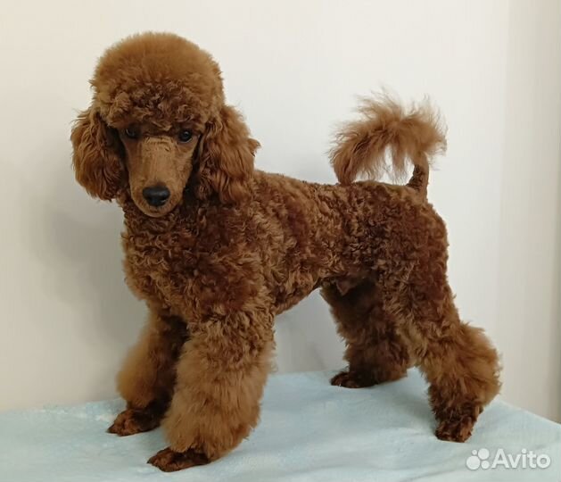 Щенки той пуделя ред браун