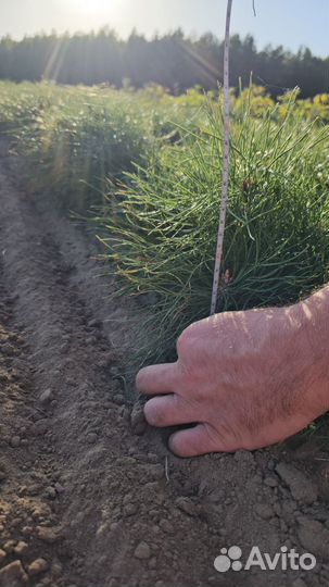 Саженцы ели европейской окс от производителя
