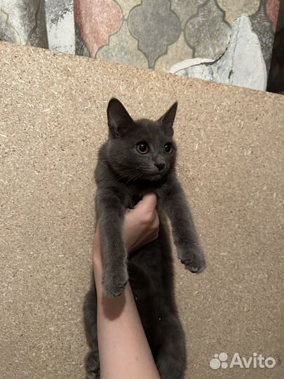 Котенок девочка в добрые руки