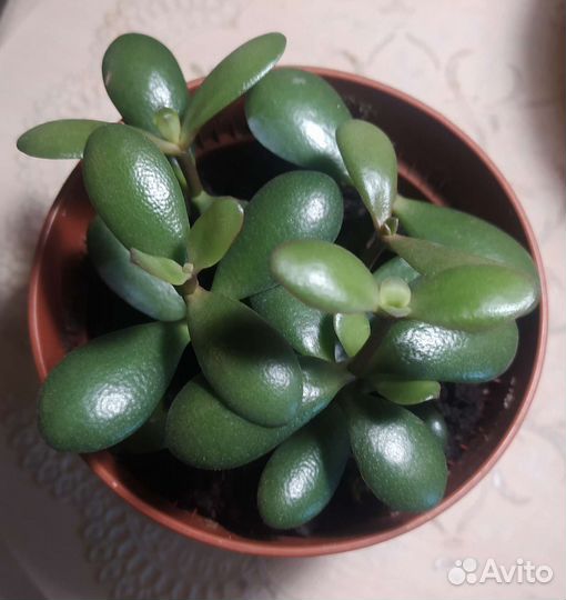 Крассула толстянка