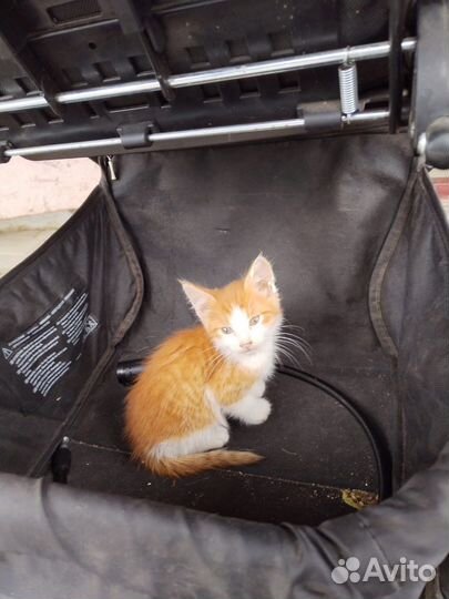 Нужен дом котенку, выбросили на детскую площадку