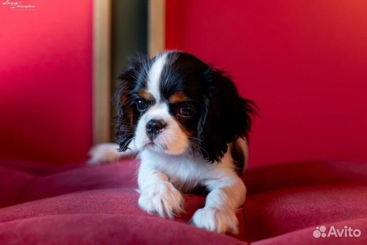 Щенки Кавалер Кинг Чарльз Спаниель