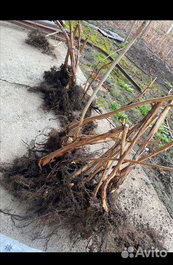 Саженцы ремонтантной малины