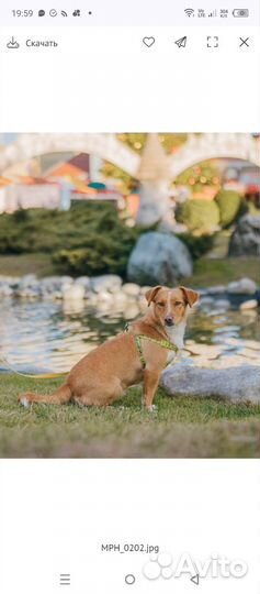 Собака в добрые руки