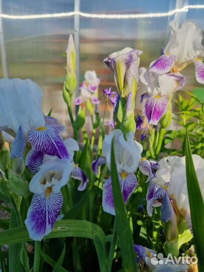 Многолетники, почвопокрывные, саженцы