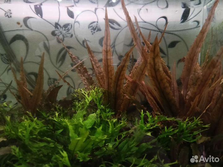 Криптокарина