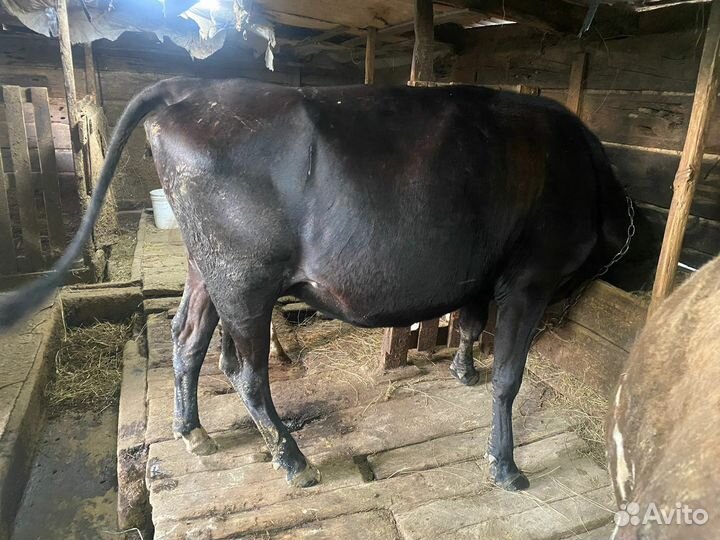 Корова дойная