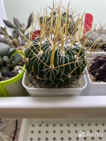 Кактусы редкие
