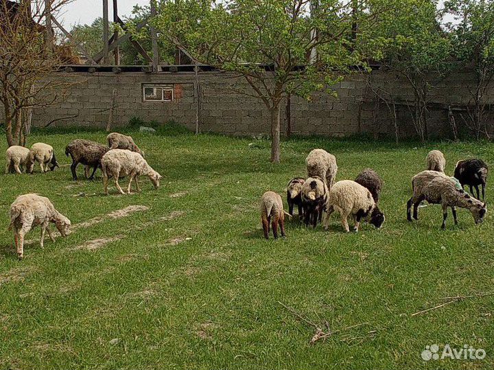 Овцы бараны ягнята