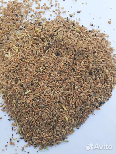 Продаём зерноотходы