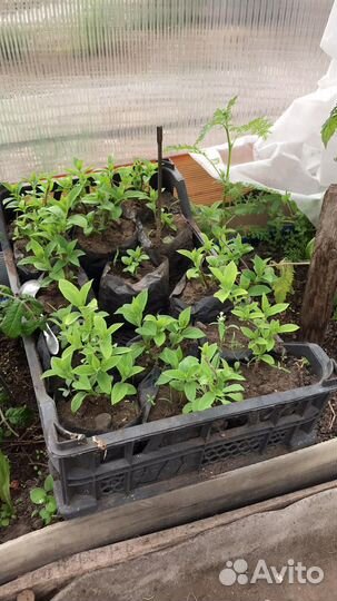 Гортензия метельчатая