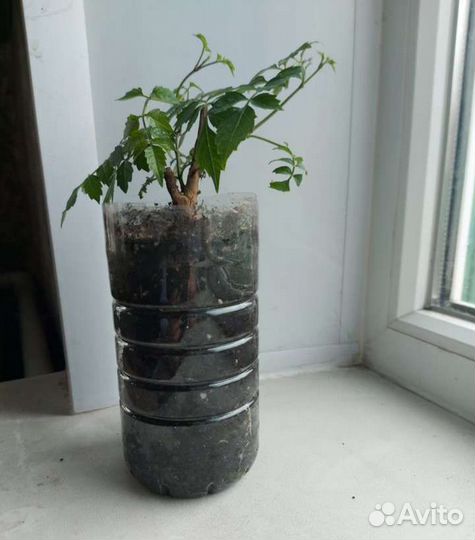 Саженцы кампсиса