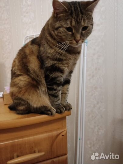 Кот и кошечка ищут дом