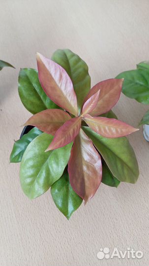 Переския Годсефа