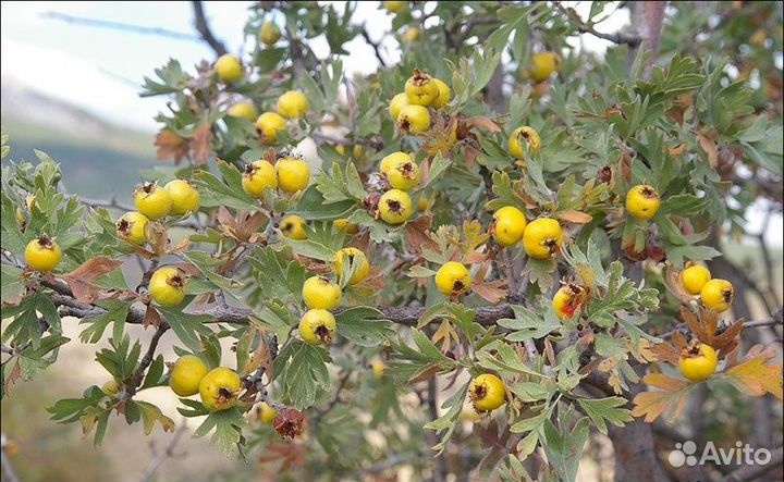 Боярышник, разные виды, семена