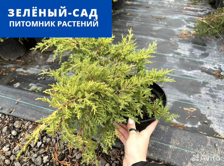 Можжевельник 