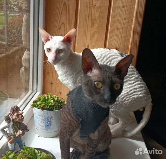 Кот Корниш-рекс