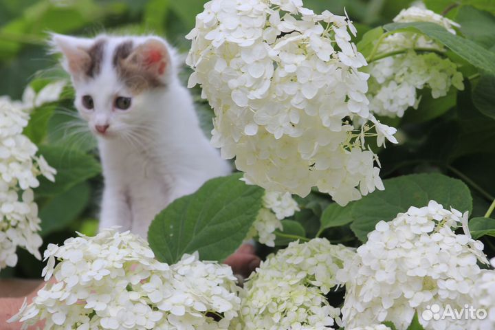 Котята в добрые руки бесплатно коты