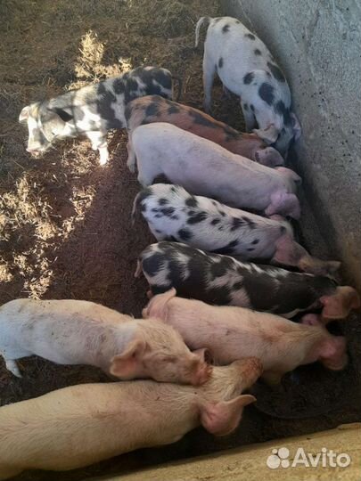 Поросята ландрас дюрок