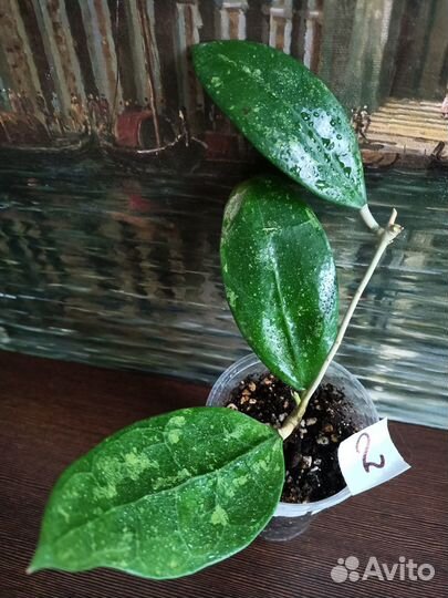 Хойи сортовые