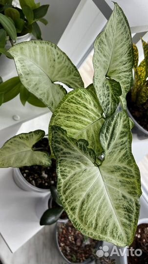 Сингониум батерфляй бабочка