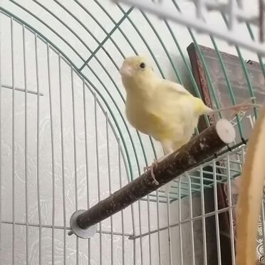 Кенары певчий