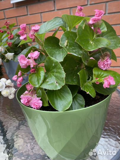 Бегония вечноцветущая махровая