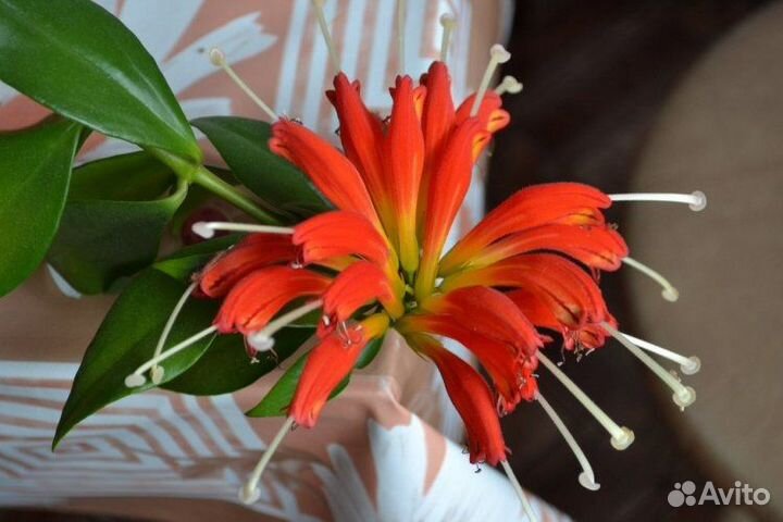 Эсхинантус