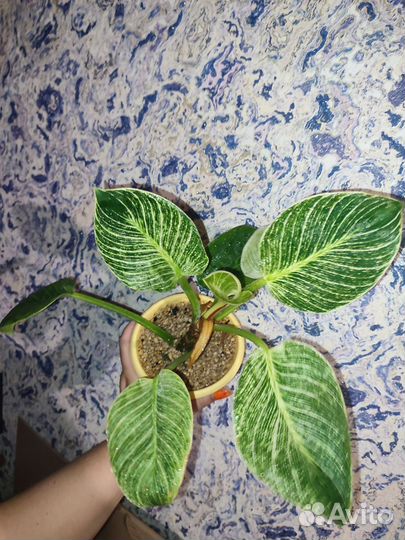 Красавчик Филодендрон биркин