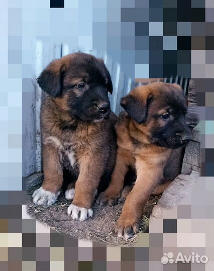 Щенки в дар